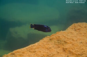 Metriaclima sp. 'msobo' Pombo Rocks